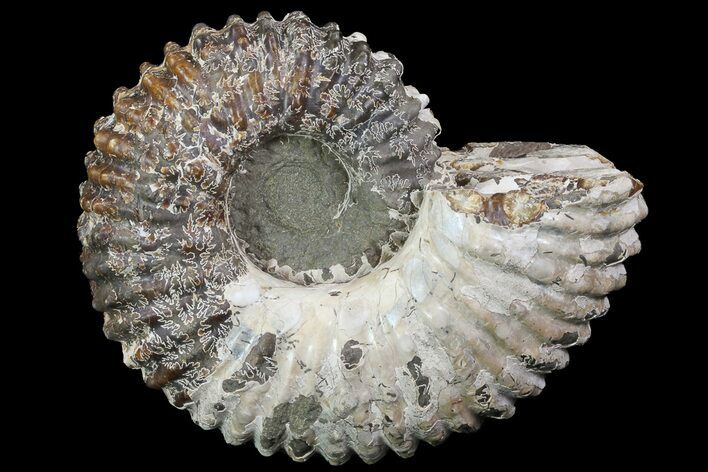 Bumpy Douvilleiceras (Tractor) Ammonite - Madagascar #68209